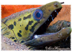 Spot-face Moray Eel (Gymnothorax fimbriatus) - Seraya, Ba... by Marco Waagmeester 